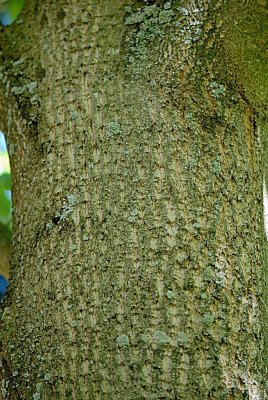 Liriodendron tulipifera 'Aureomarginatum' - liliovník tulipánokvětý - borka